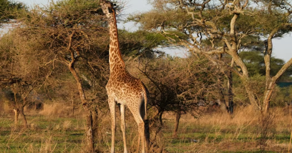 Travel Guide to Tanzania