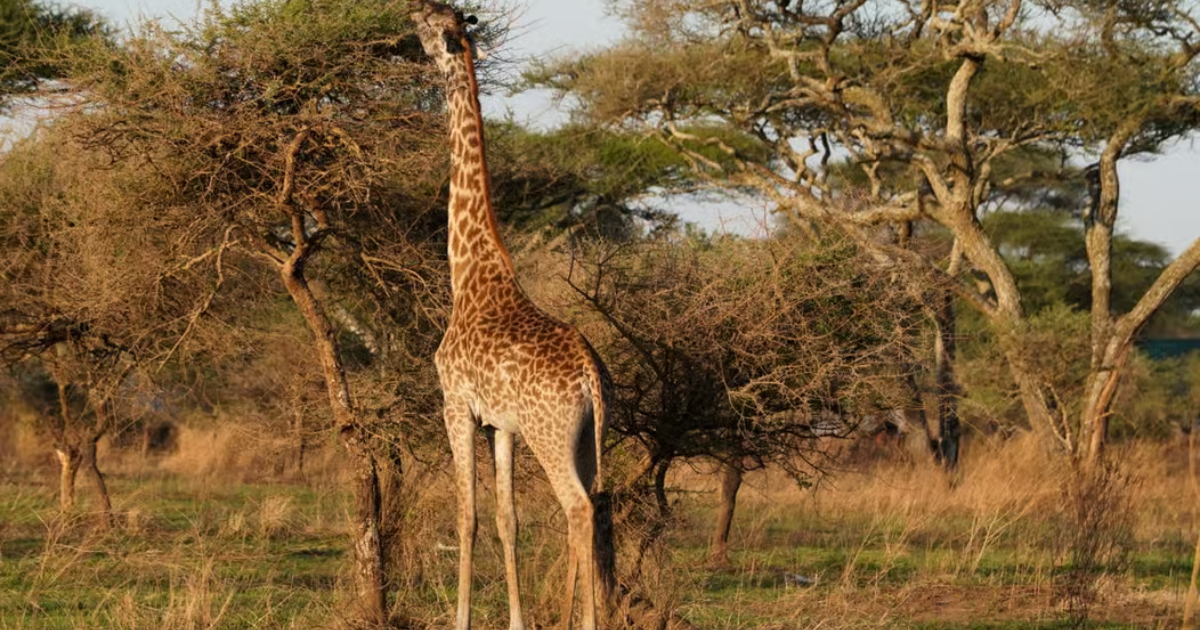 Travel Guide to Tanzania