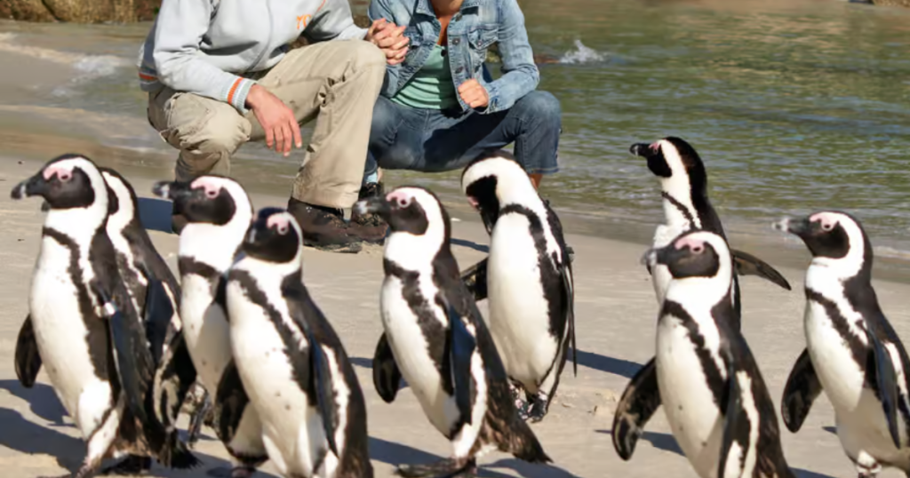 Cape of Good Hope & Penguins