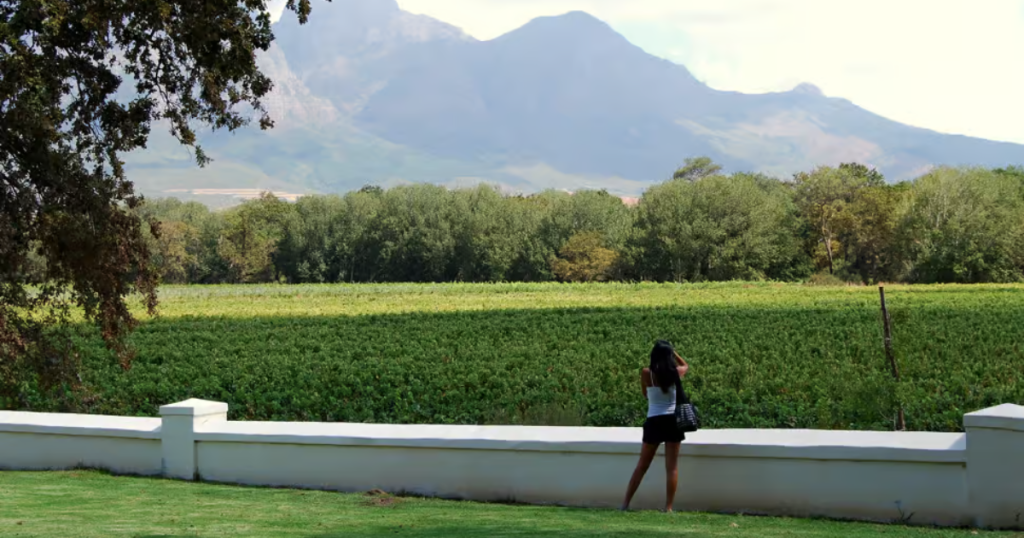 Cape winelands
