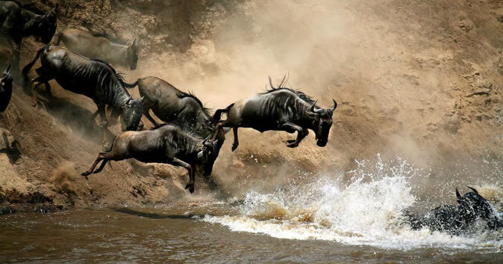 Great Migration, iconic National Parks Kenya Masai Mara