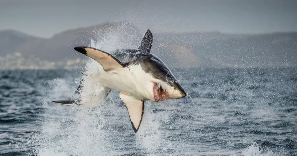 Cape Town: Great White Shark Diving Experience