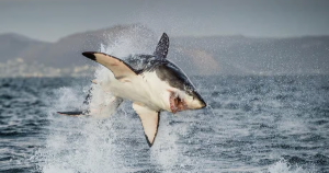Great White Shark Diving Experience