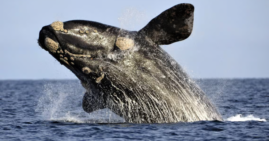 Hermanus Whale Watching: A Complete Guide to South Africa’s Premier Marine Experience