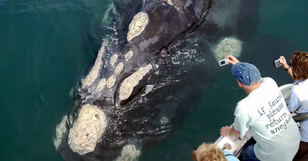 Hermanus Whale Watching Boat Trip