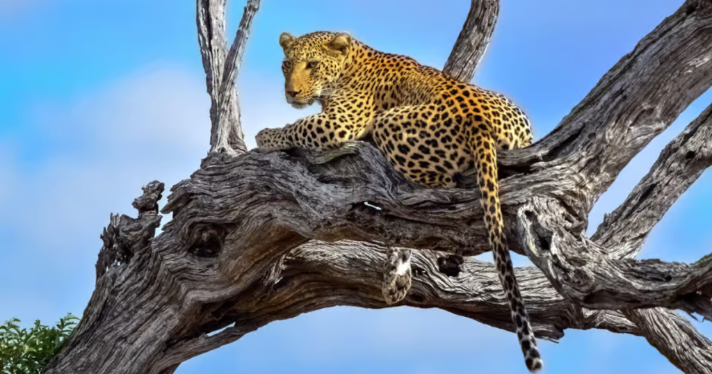 Kruger National Park: A Complete Travel Guide