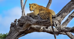 Kruger National Park