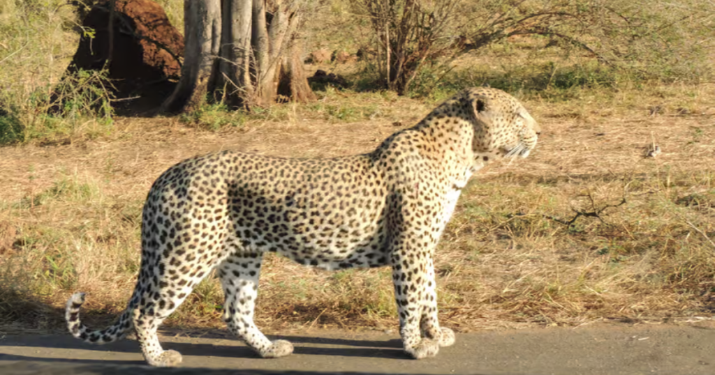 Kruger National Park with one of the big five