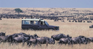 Masai Mara National Park-Kenya