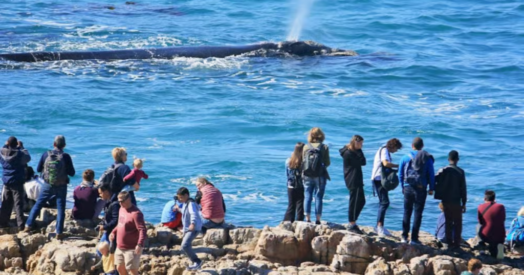 whale-watching adventure in Hermanus