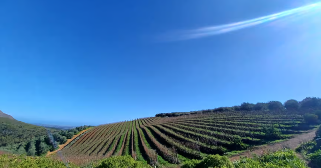 wines and landscapes of Stellenbosch 