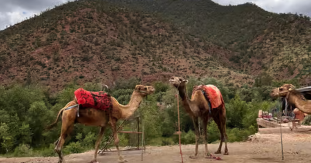 Marrakesh